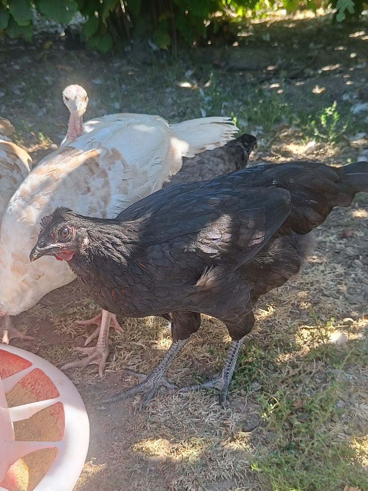 jeune poule Greenman noire