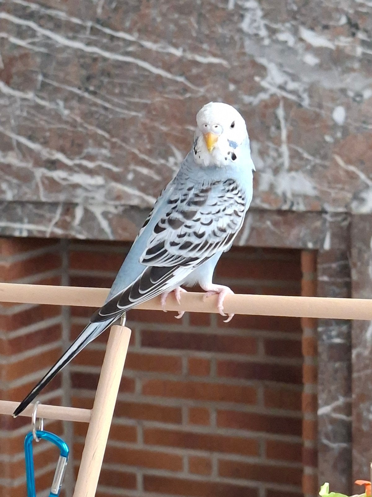JEUNE PERRUCHE ONDULÉE, Dieren en Toebehoren, Vogels | Parkieten en Papegaaien, Parkiet