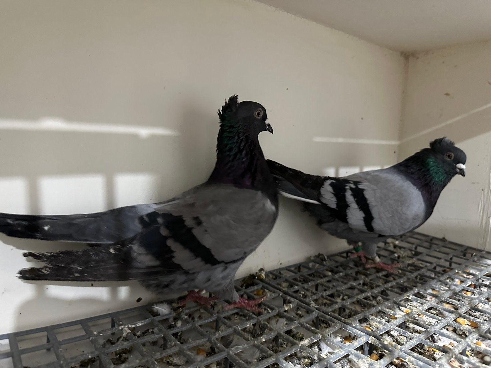 Hoogevliegers serbiesch duiven, Dieren en Toebehoren