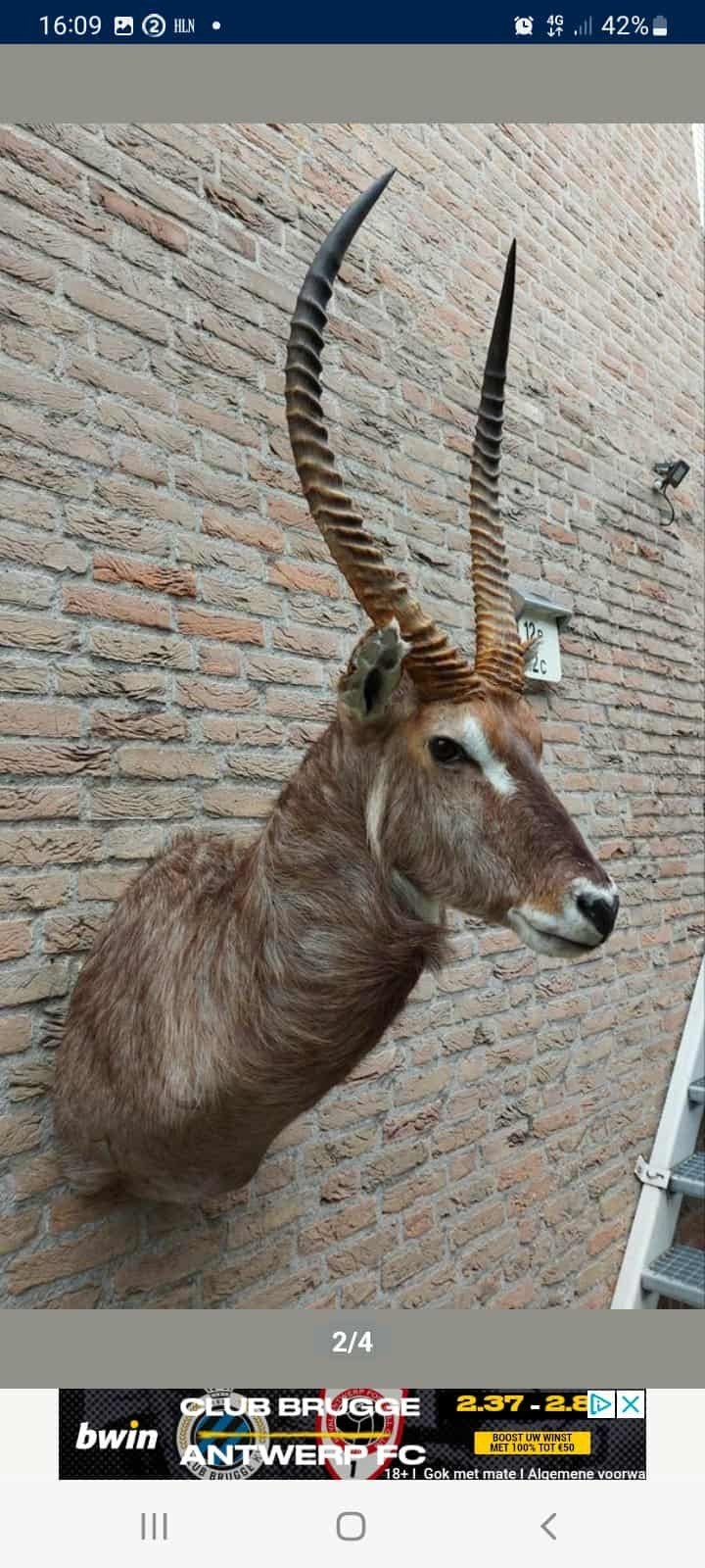 Afrikaanse waterbok, Verzamelen, Dierenverzamelingen, Ophalen