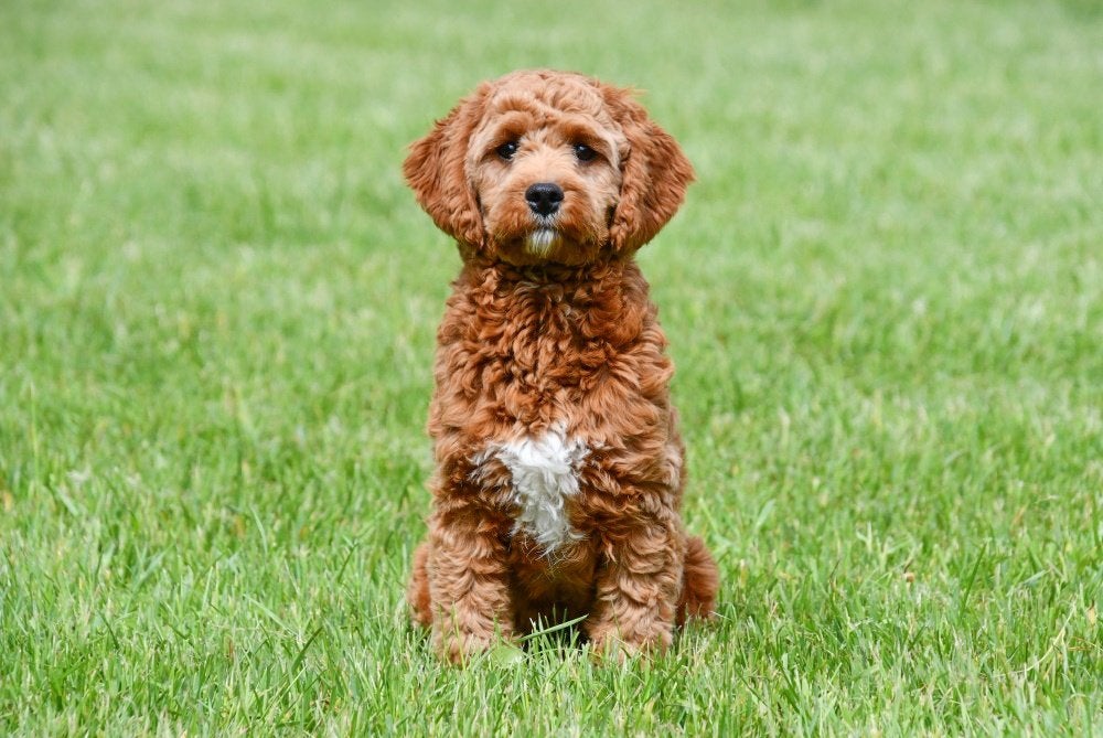 Cavapoo dekreuen, Dieren en Toebehoren, Reu, 1 tot 2 jaar, Buitenland, CDV (hondenziekte)