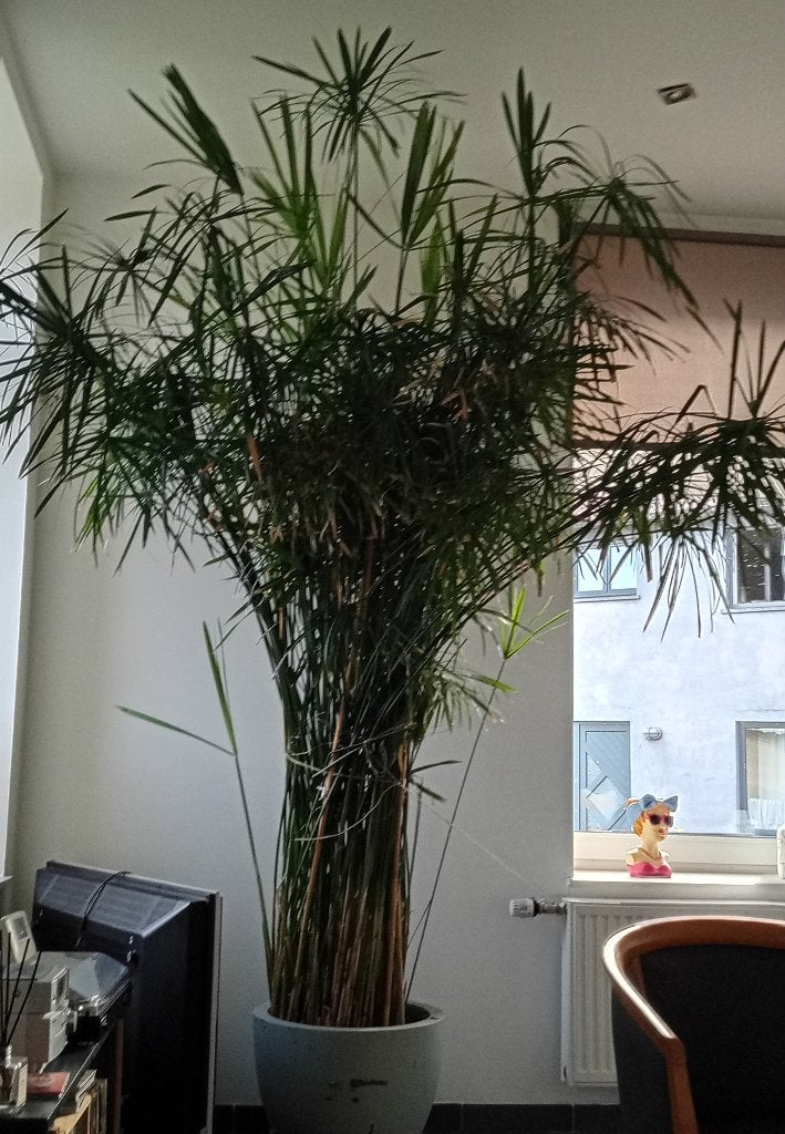 Plantes, Maison & Meubles, Plantes d'intérieur, Autres espèces, En pot, Enlèvement, 200 cm ou plus