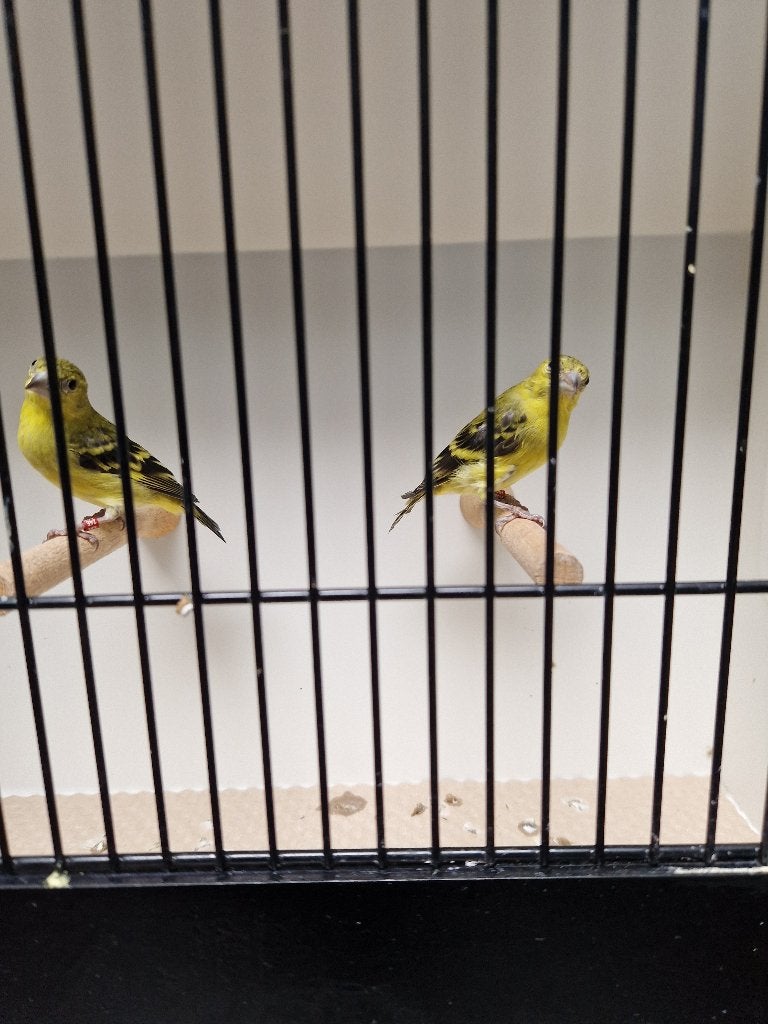 Yarrelsijzen en geelbuiksijzen, Dieren en Toebehoren, Meerdere dieren, Tropenvogel, Geringd