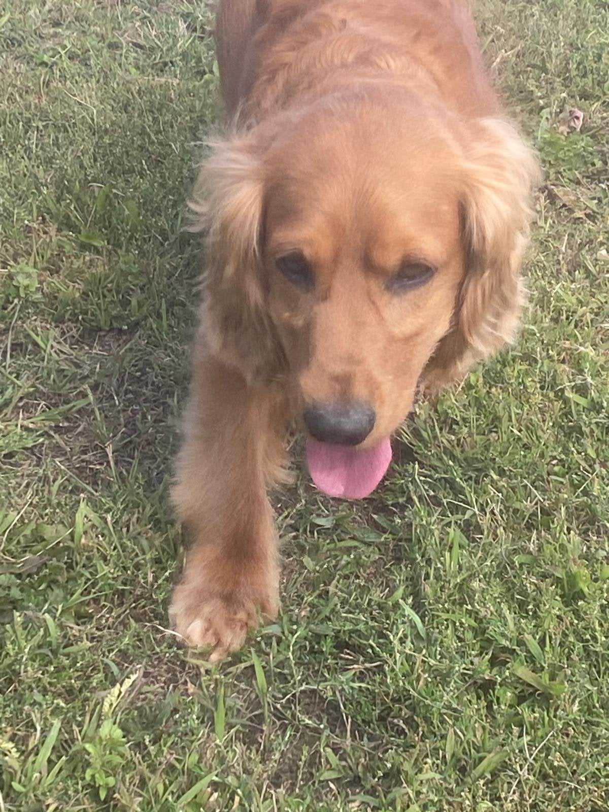 Engelse cocker reu, Animaux & Accessoires, Chiens | Retrievers, Épagneuls & Chiens d'eau, Chien (mâle), 6 ans ou plus, Un chien