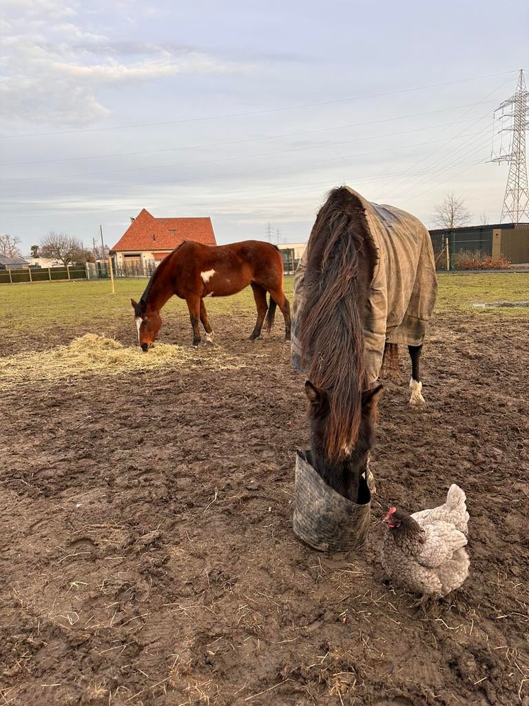 Halve stal voor twee speciale knuffelberen (bijdrage voor 2), Plusieurs animaux, Cheval de récréation, 11 ans ou plus