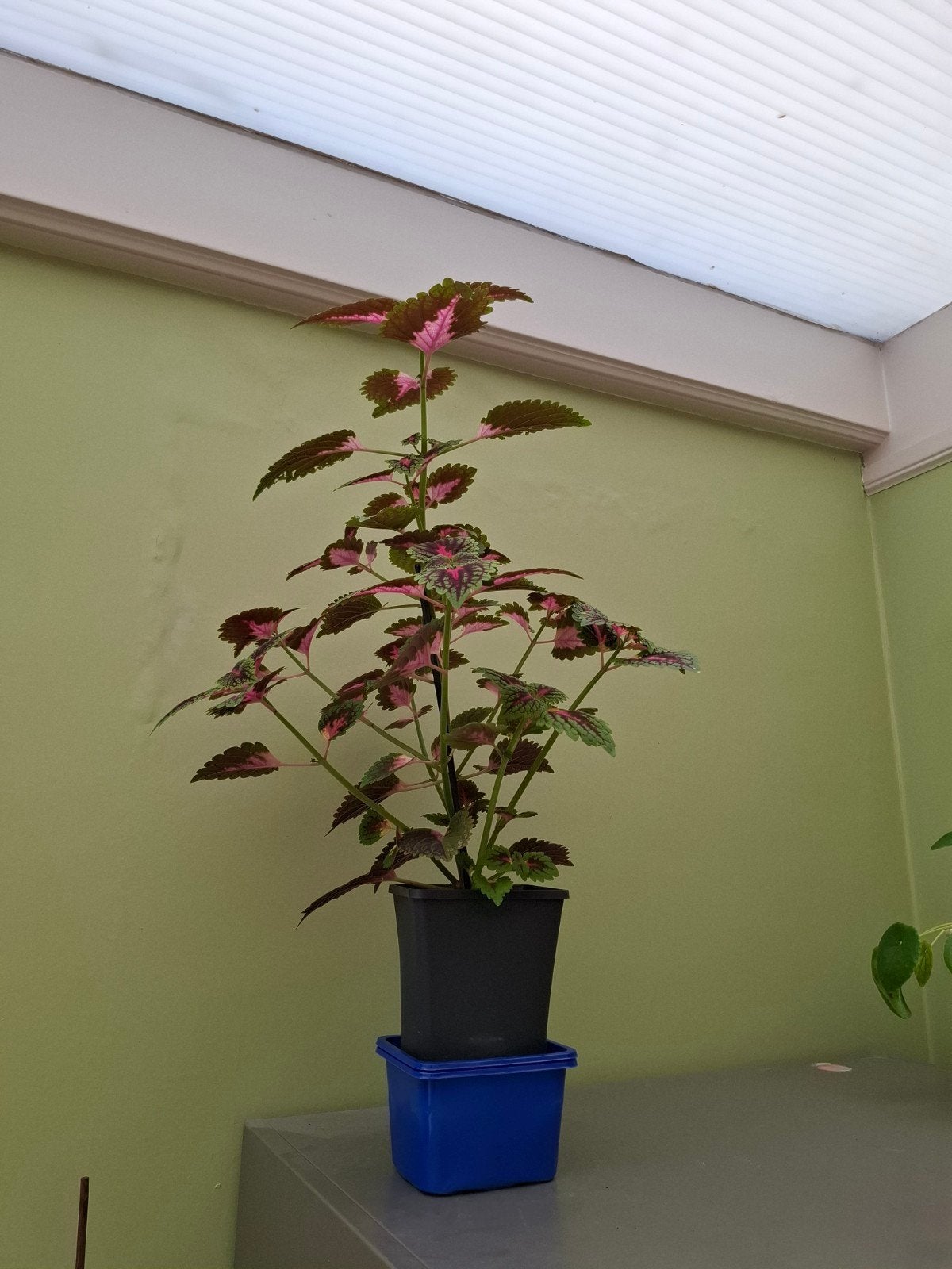 Grote siernetelplant, Maison & Meubles, Plantes d'intérieur, Enlèvement, Autres espèces, Ombre partielle