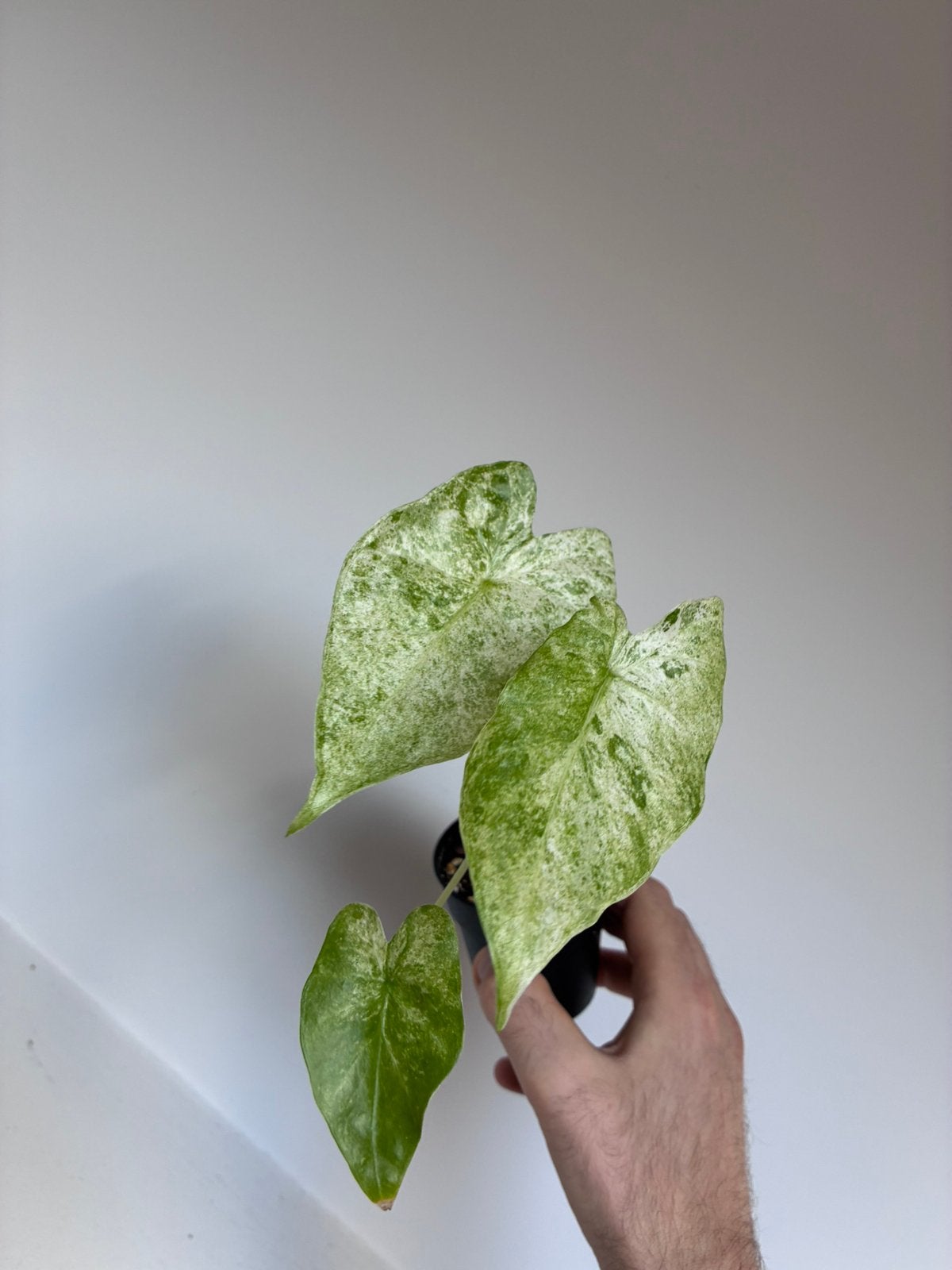 Alocasia splash, Ophalen