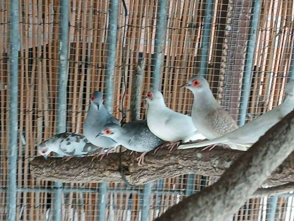 17 diamantduifjes en  tal van toebehoren., Dieren en Toebehoren, Vogels | Duiven, Overige soorten