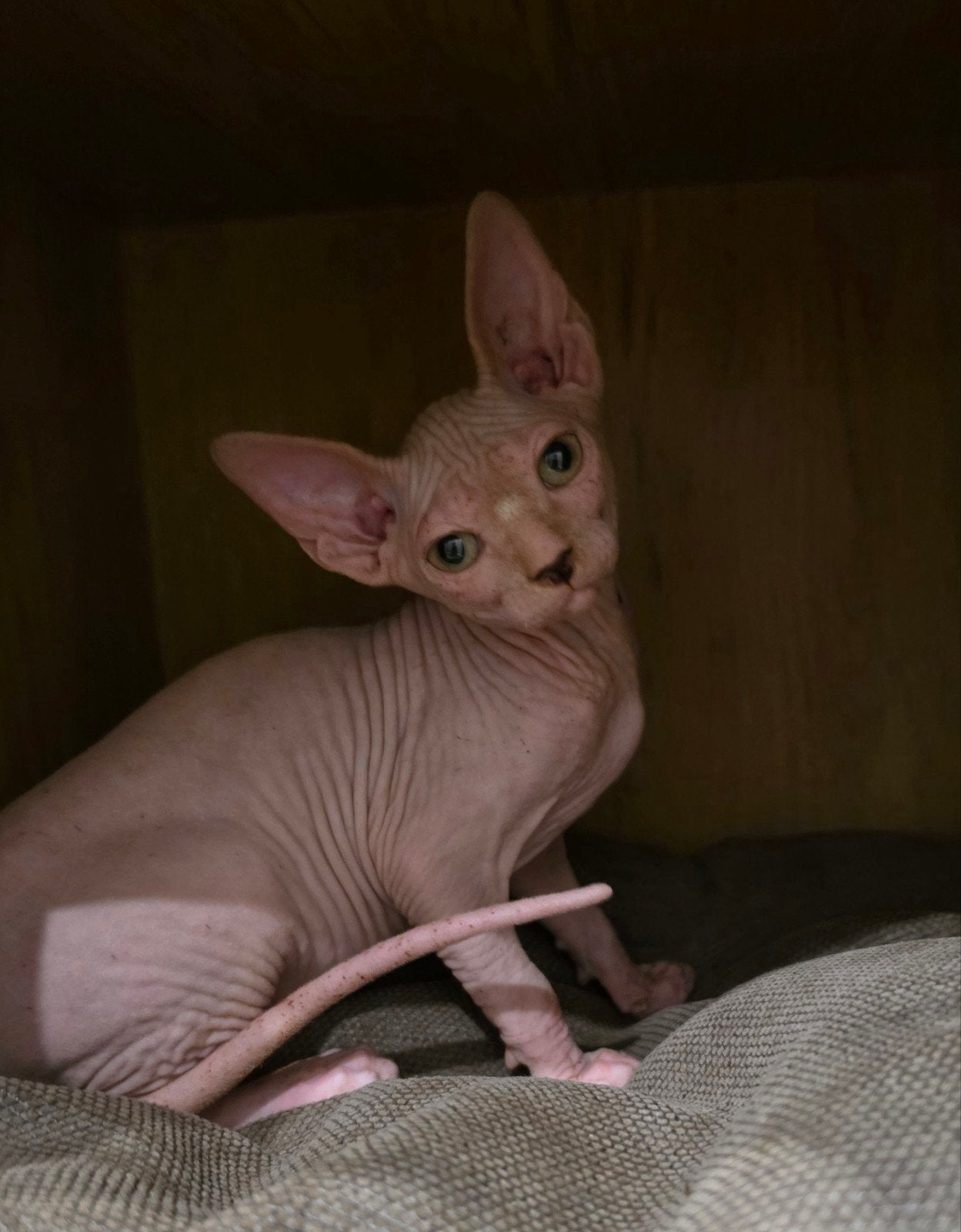chaton Sphynx à la réservation, Chatte ou Chat, Vermifugé, 0 à 2 ans