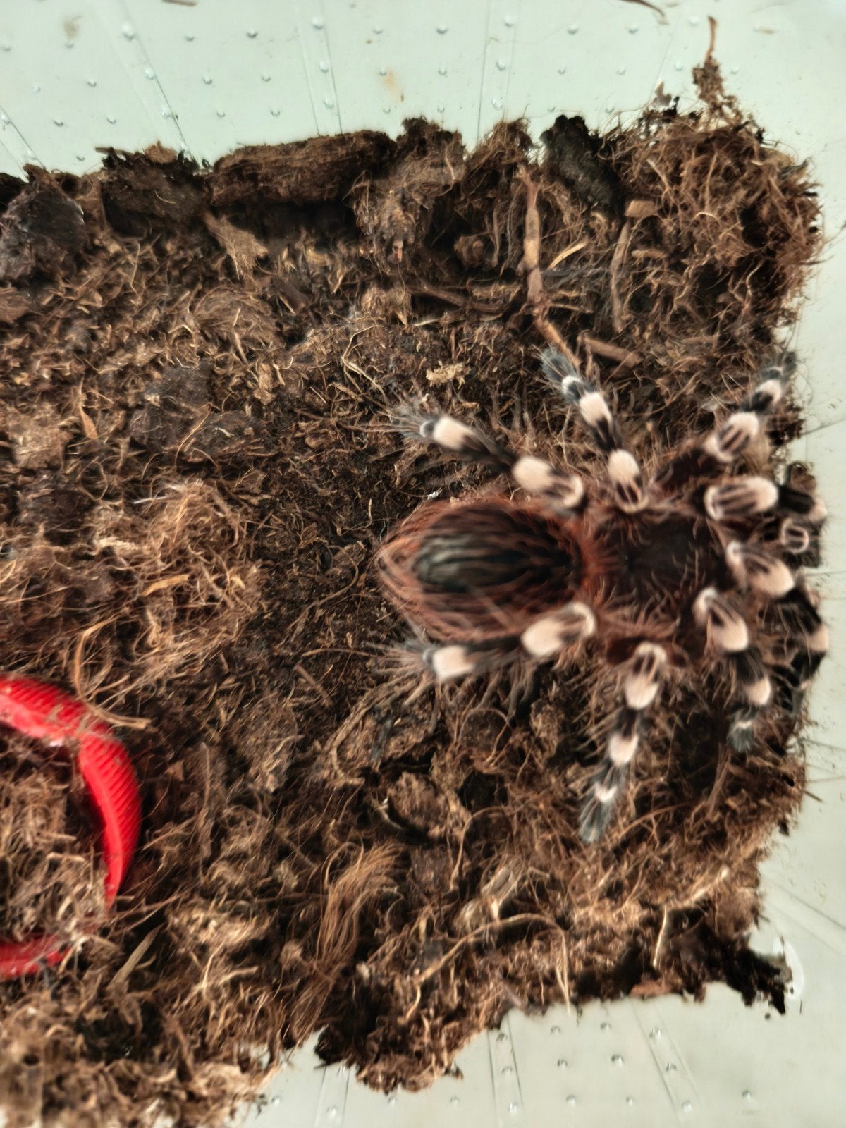 Braziliaanse Witknievogelspin Acanthoscurria geniculata
Filt