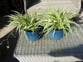 Graslelie. Spinnenplant. Kamerplant., Huis en Inrichting, Kamerplanten, Ophalen, Overige soorten, Halfschaduw, Minder dan 100 cm