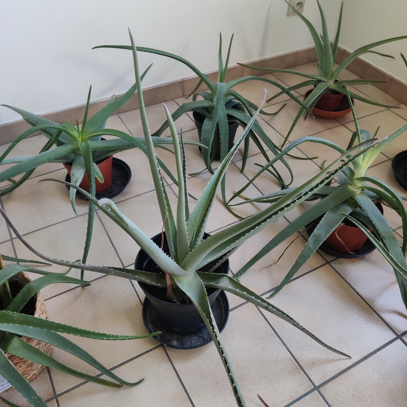Aloe vera's te koop, Maison & Meubles, Enlèvement, Ombre partielle, Moins de 100 cm