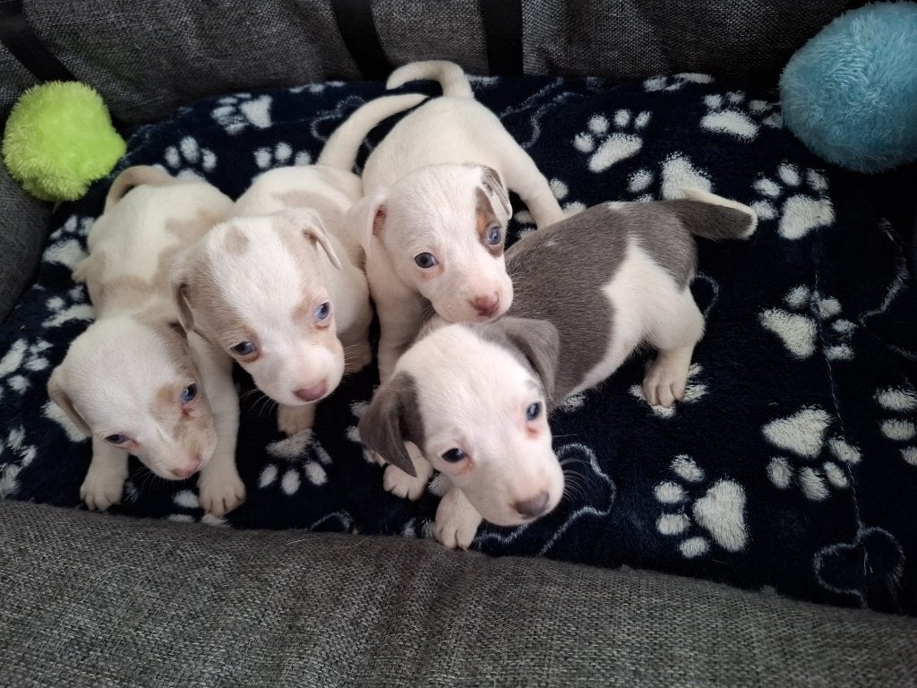Jack Russel pups
