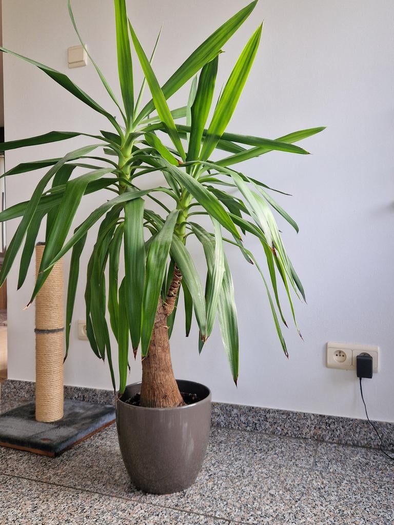 Yucca kamerplant, Enlèvement