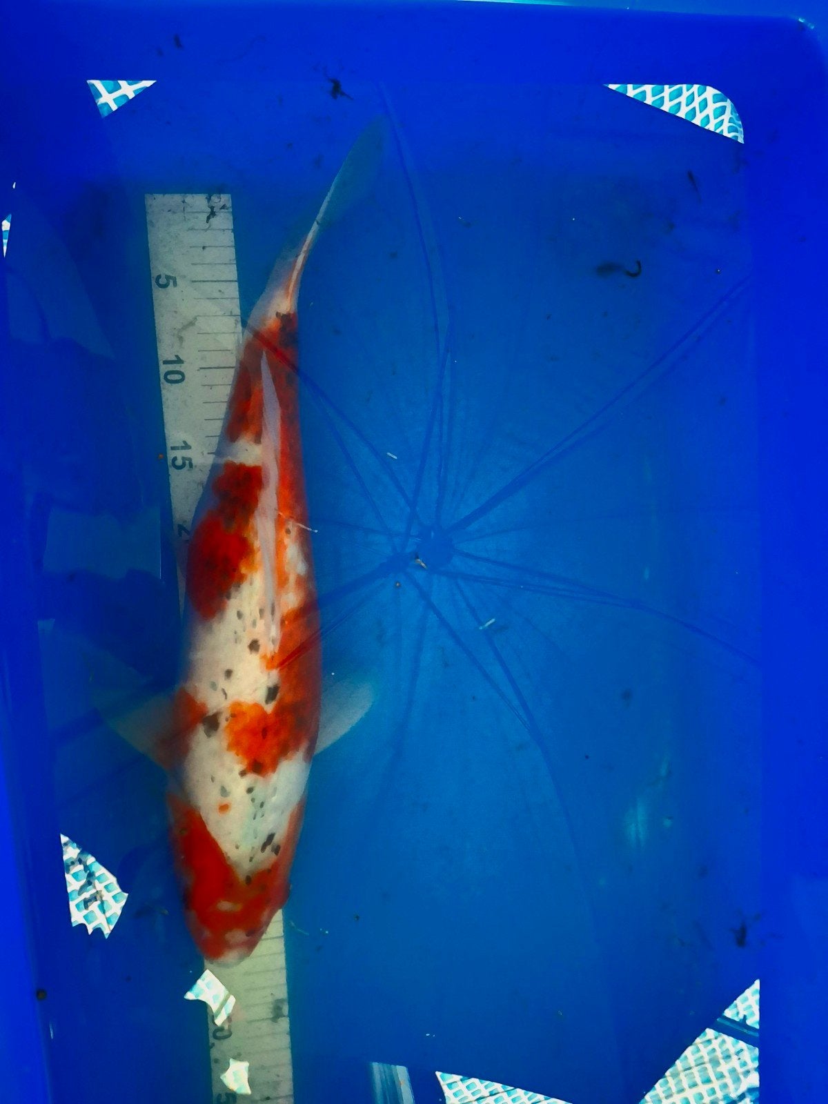 Koi vissen, Dieren en Toebehoren