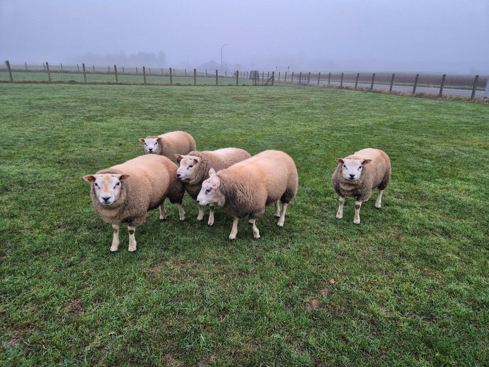texel schapen rammen te koop, Dieren en Toebehoren, Mannelijk, Schaap, 0 tot 2 jaar