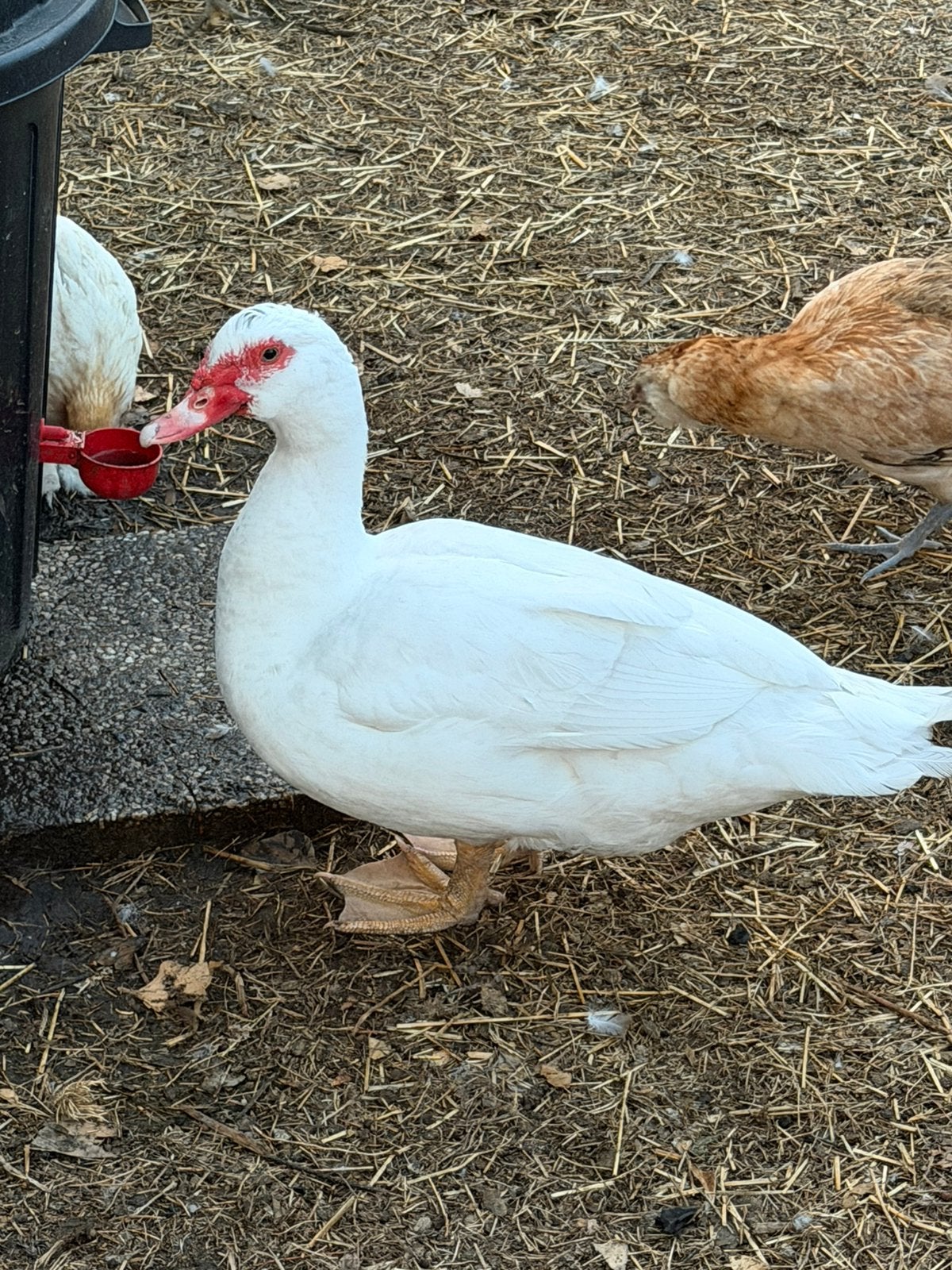 Barberie trio 2026, Dieren en Toebehoren, Pluimvee, Meerdere dieren, Eend