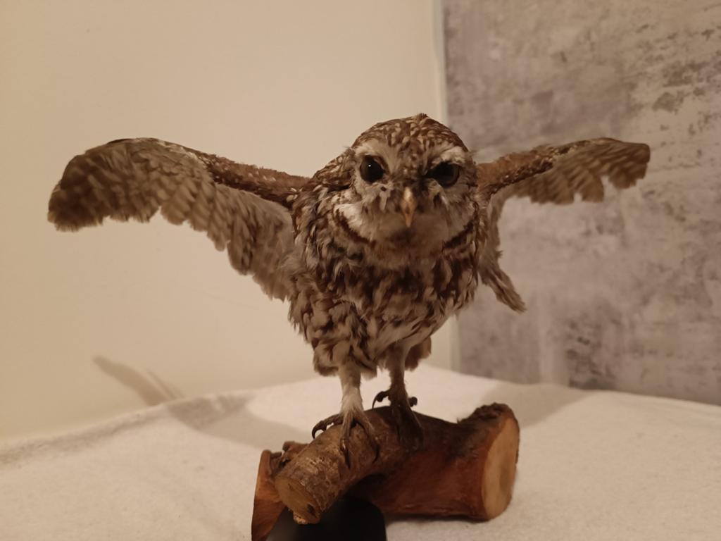 Opgezette jonge uil, Ophalen of Verzenden