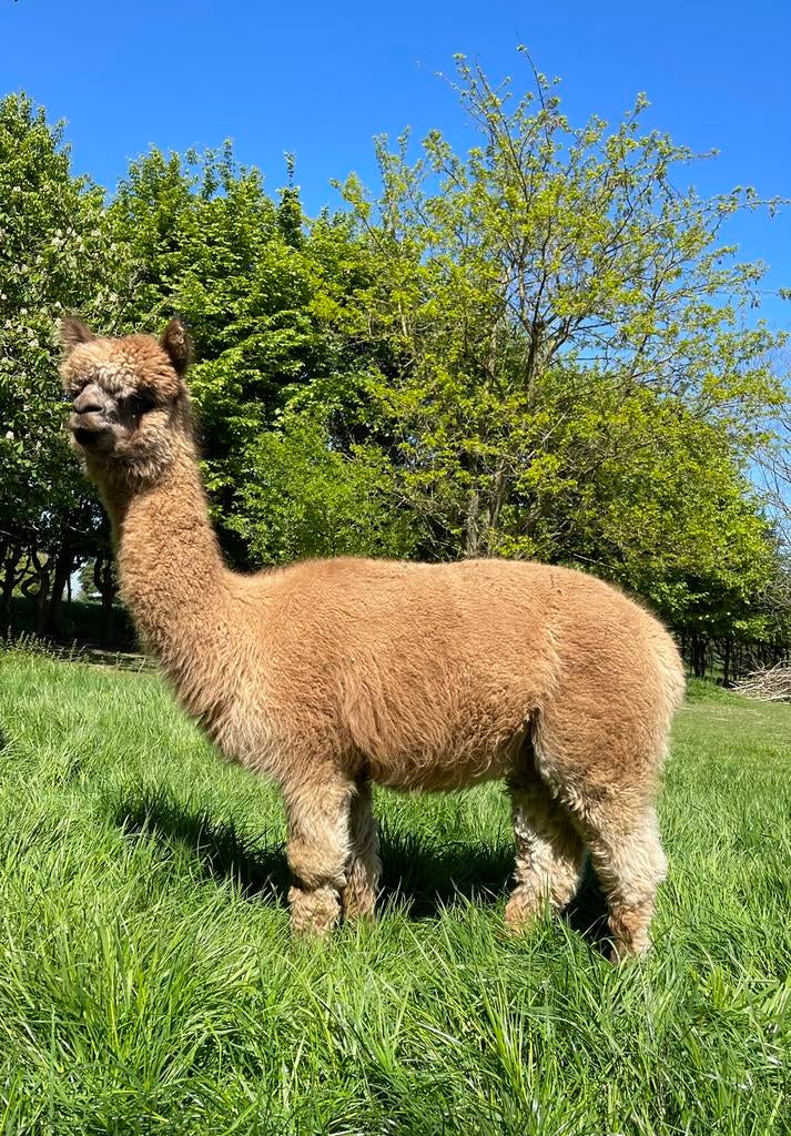 Prachtige fawn stamboek alpaca merrie geboren 2019 te koop, Juin, Femelle
