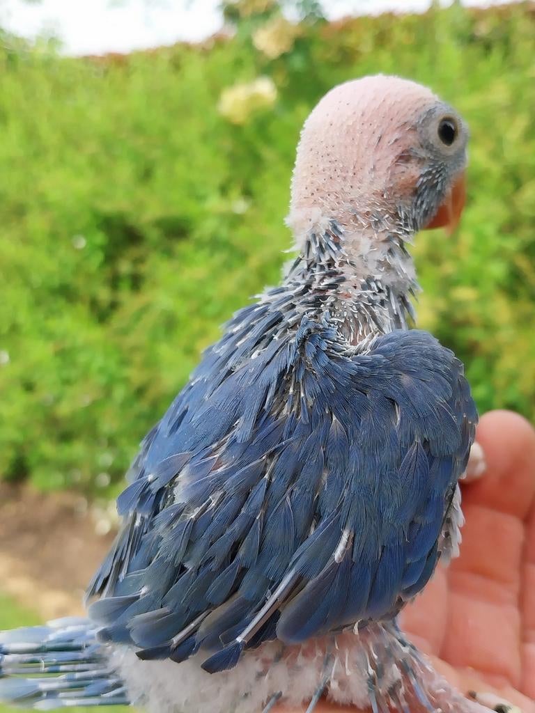 Halsbandparkiet handopfok, Dieren en Toebehoren