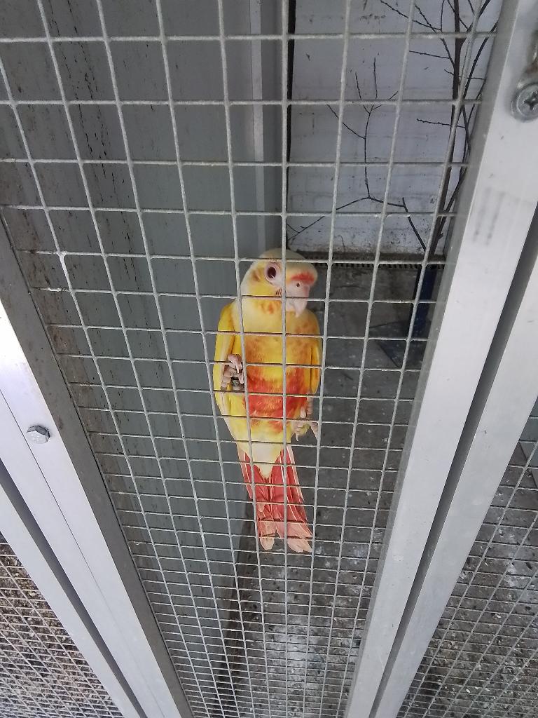 Handtamme pyrrhura parkieten., Dieren en Toebehoren, Vogels | Parkieten en Papegaaien, Meerdere dieren, Parkiet, Geringd