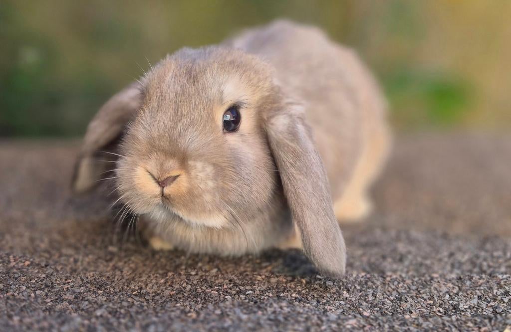 MINILOP x NHD RAM, Dieren en Toebehoren, Konijnen, Mannelijk, Dwerg, Hangoor, 0 tot 2 jaar