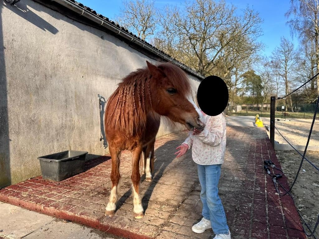 Gezocht: stalhulp / ruiter – regio Zandhoven, Dieren en Toebehoren, Paarden