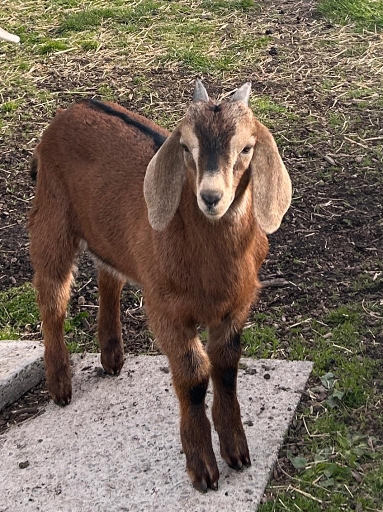 geiten schapen herten, Mâle, Chèvre, 0 à 2 ans