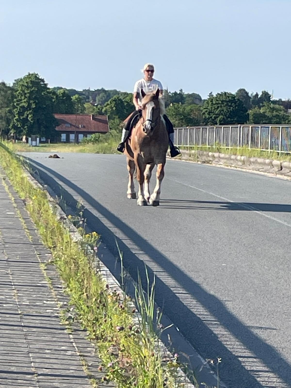 Knappe stevige ruin, Animaux & Accessoires, Chevaux & Poneys | Produits de soin, Enlèvement