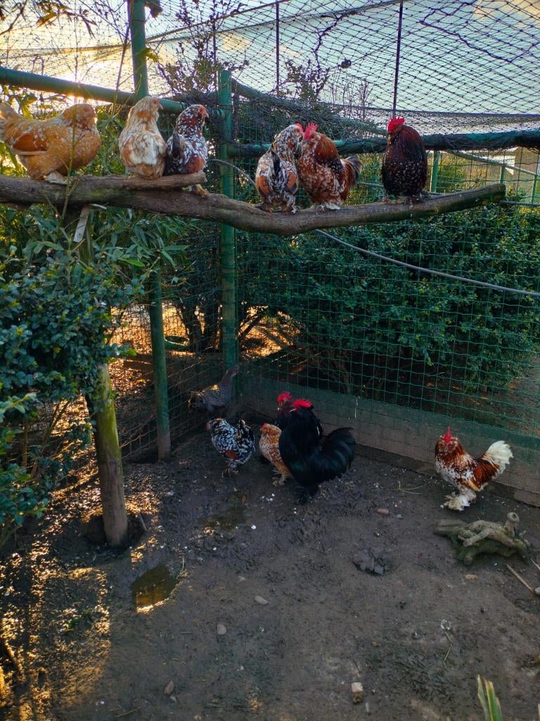 Broedeieren Ukkelse Baardkrielen, Plusieurs animaux, Poule ou poulet