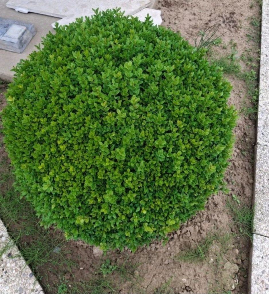 Bolle buxus, Tuin en Terras, Ophalen, Vaste plant, Overige soorten