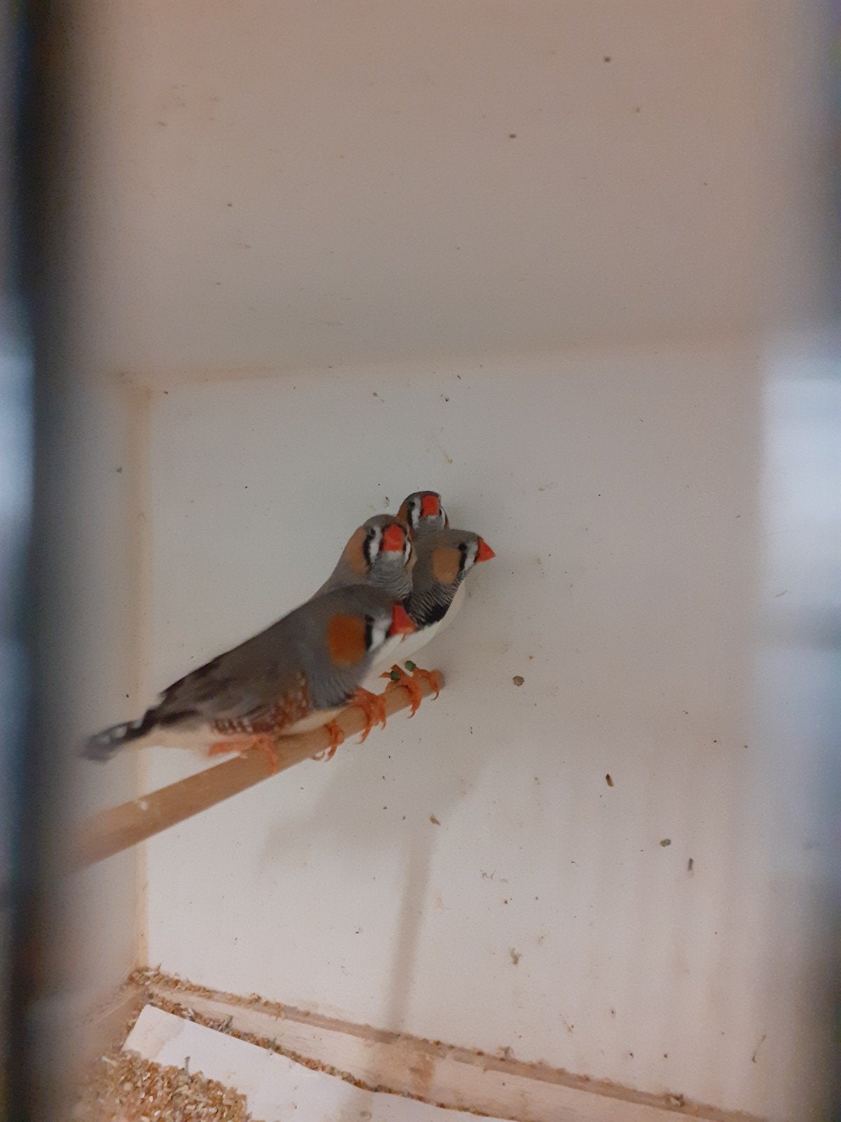 koppel zebravinken voor 12€, Dieren en Toebehoren, Vogels | Overige Vogels