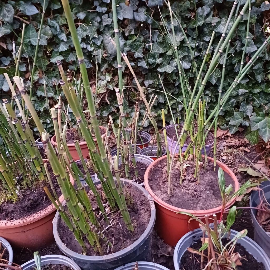 Slangengras/ Japanse holpijp, Tuin en Terras, Ophalen