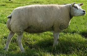Nederlandse texel fokooien