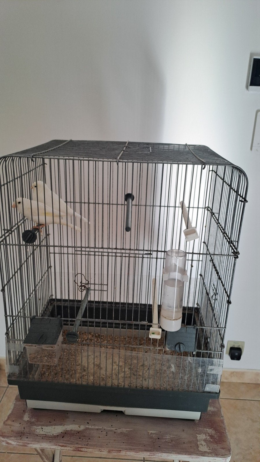 kanaries, Animaux & Accessoires, Enlèvement