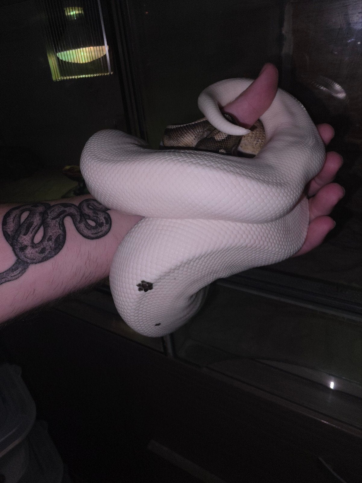verschillende prachtige koningspythons! Ball Python photo 9