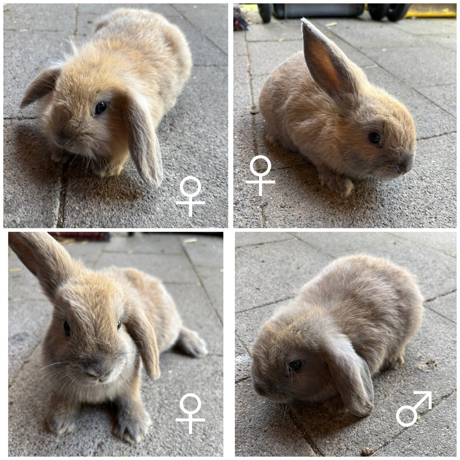 Dwergkonijntjes hangoortjes, Dieren en Toebehoren