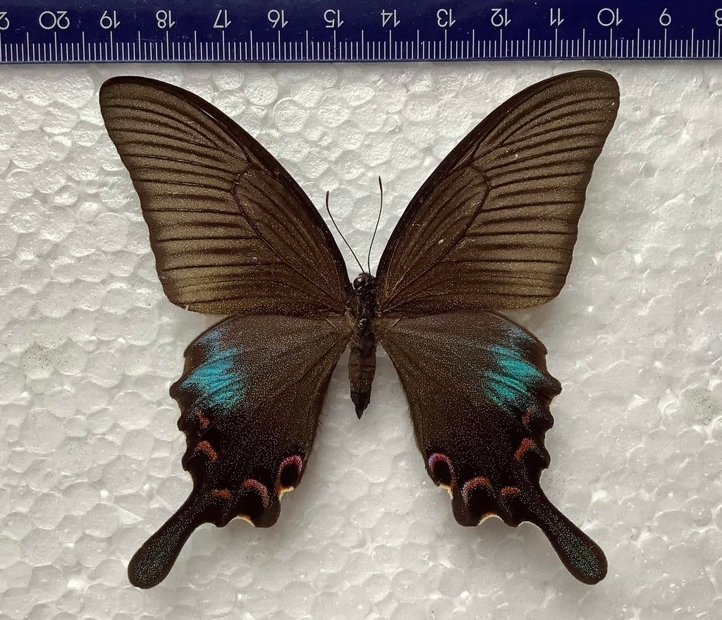 Papilio bianor, vrouwelijk, Laos Houaphan, HALVE PRIJS, Collections, Collections Animaux, Comme neuf, Enlèvement ou Envoi