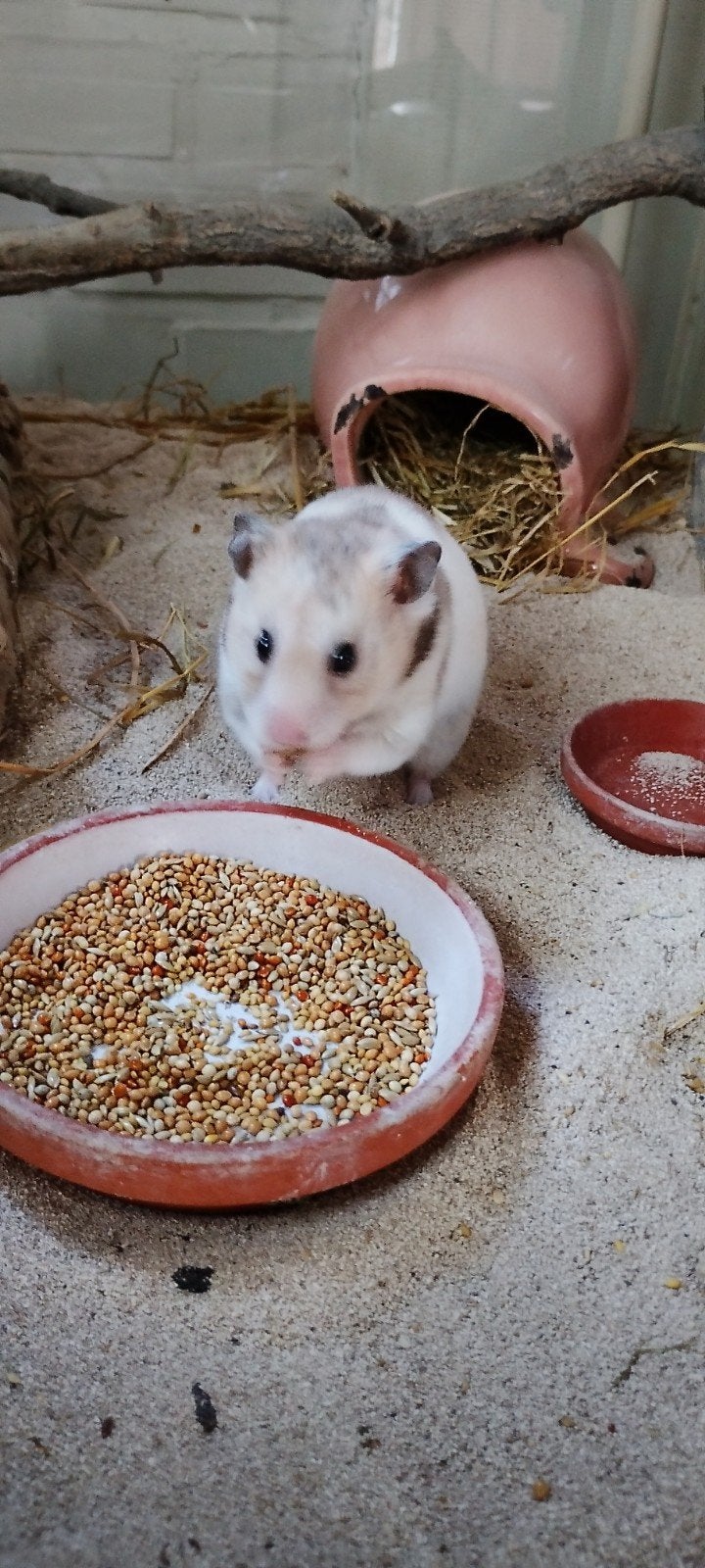 Goudhamster, Dieren en Toebehoren, Knaagdieren, April, Vrouwelijk, Hamster