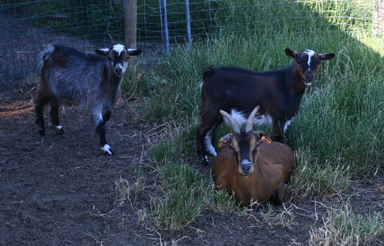 Hoornloze Dwerggeit bokjes, Dieren en Toebehoren, Schapen, Geiten en Varkens, Mannelijk, Geit, 0 tot 2 jaar