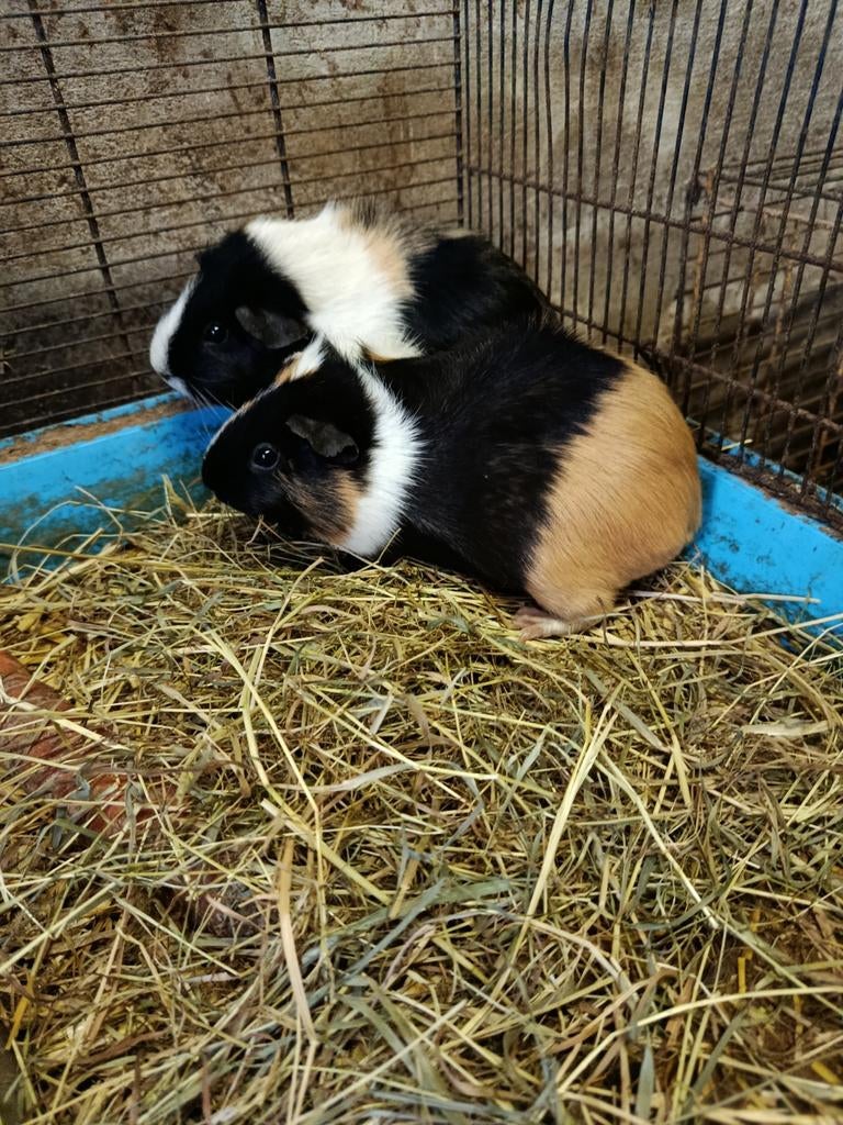Cavia zeugjes, Domestique, Novembre, Cobaye, Femelle