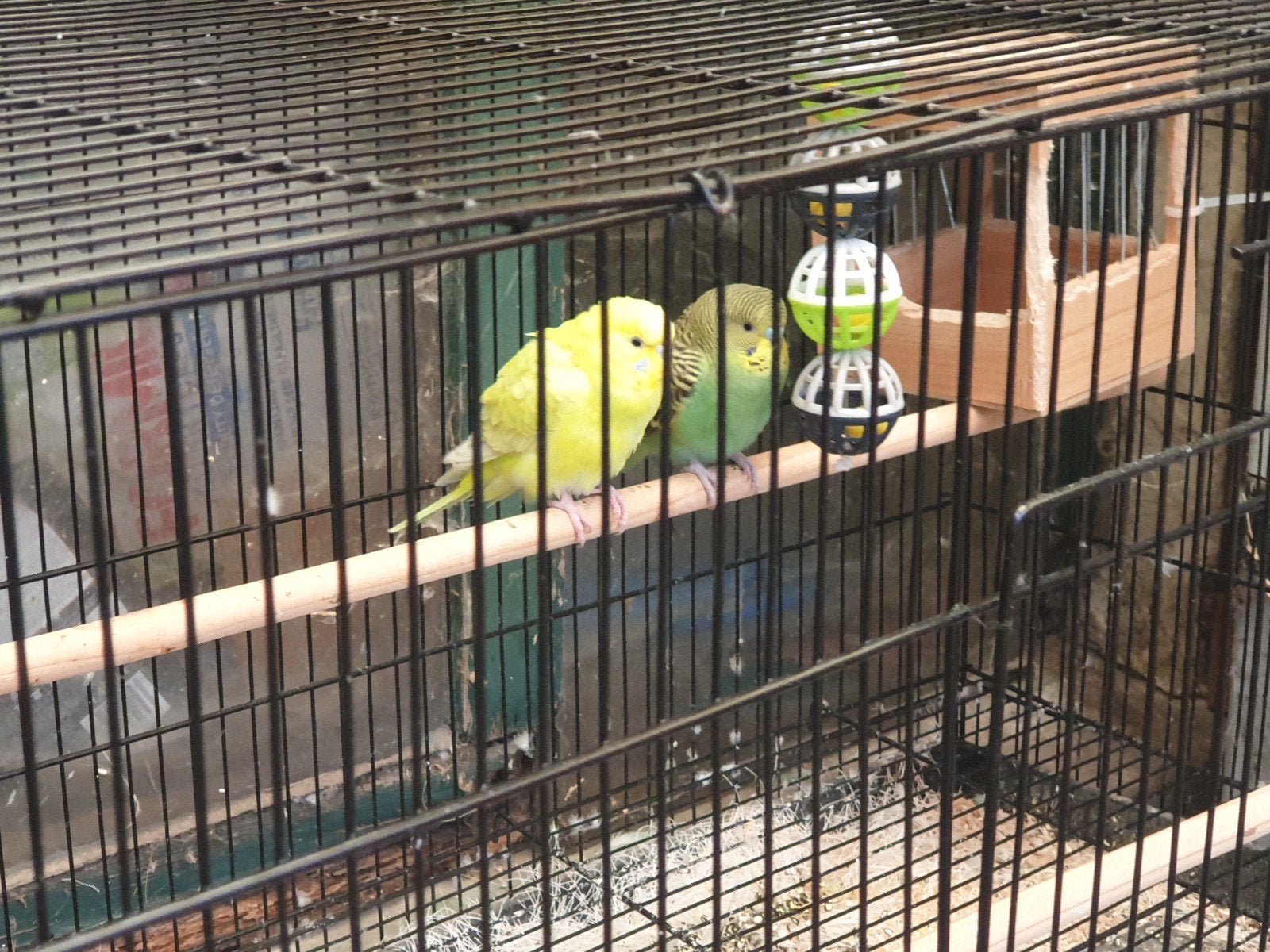 couple de perruches homme et poupée + cage, Animaux & Accessoires, Plusieurs animaux