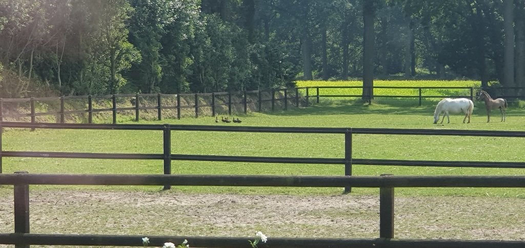 Welsh pony, Dieren en Toebehoren, Merrie, A pony (tot 1.17m), Recreatiepony, Gechipt