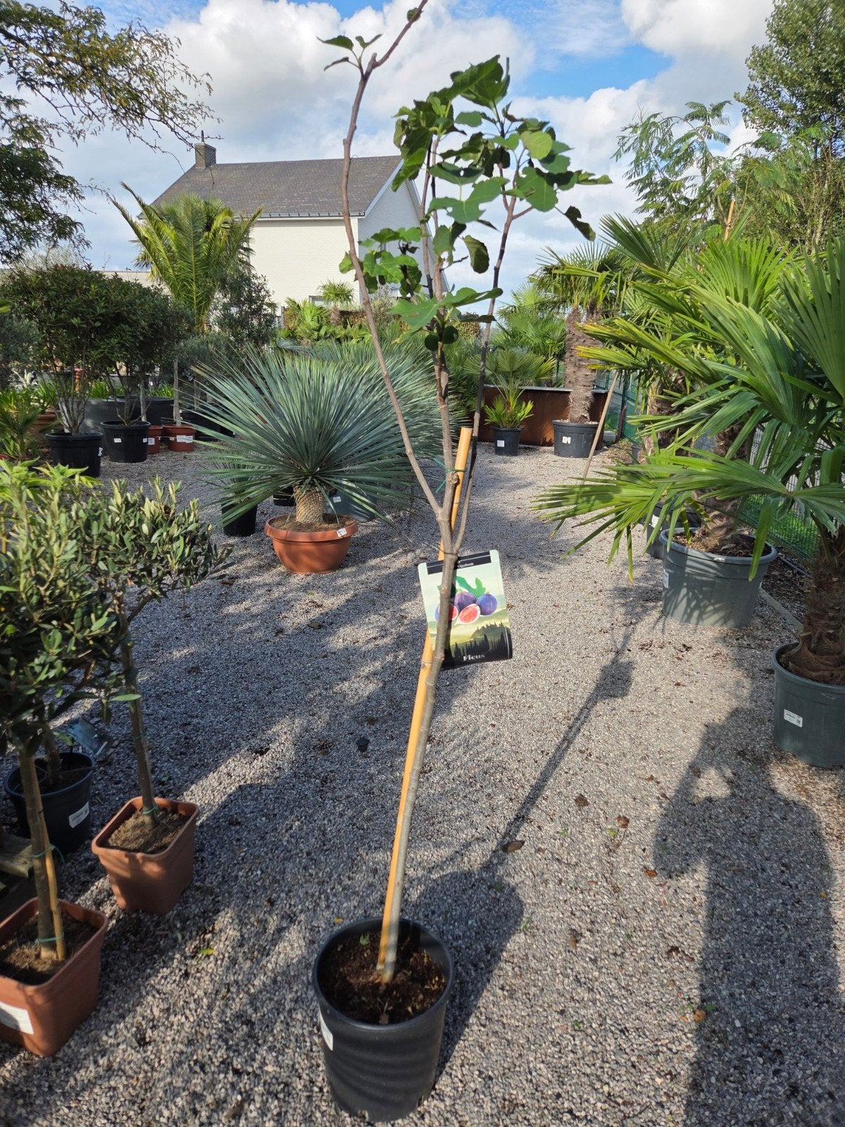 Ficus Carica Vijgenboom, Enlèvement, Figuier