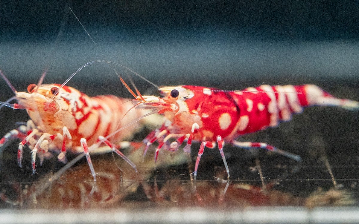 Red fancy Tiger caridina garnalen