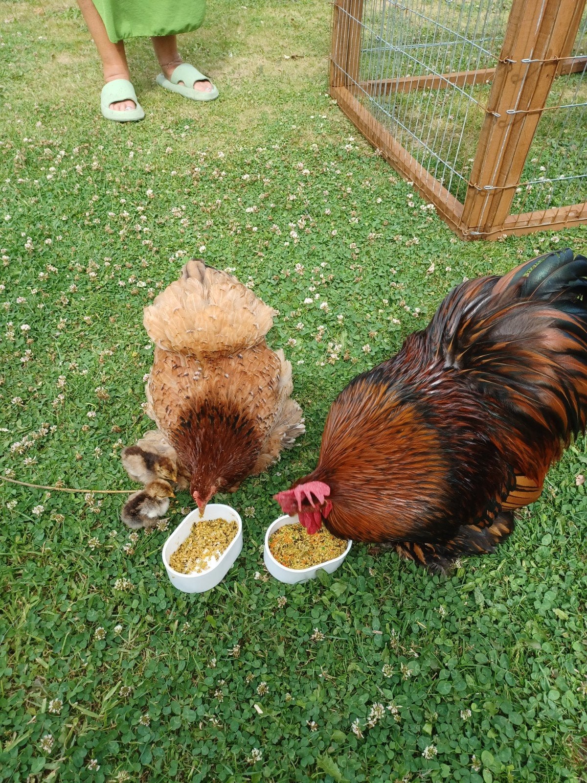 broedeieren, Dieren en Toebehoren, Ophalen of Verzenden