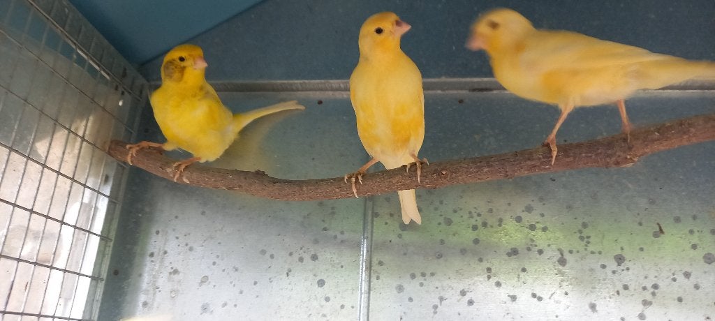 Kanaries, Dieren en Toebehoren