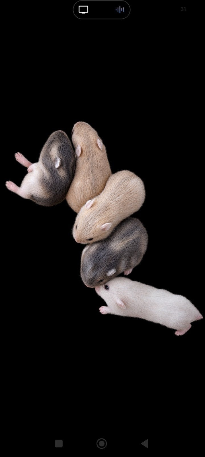 Hamsters nains russes, Animaux & Accessoires, Septembre, Plusieurs animaux, Hamster