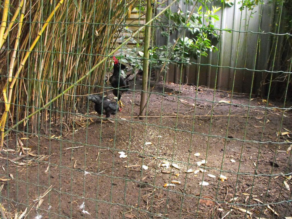 coq shamo avec 3 poules, Plusieurs animaux, Poule ou poulet