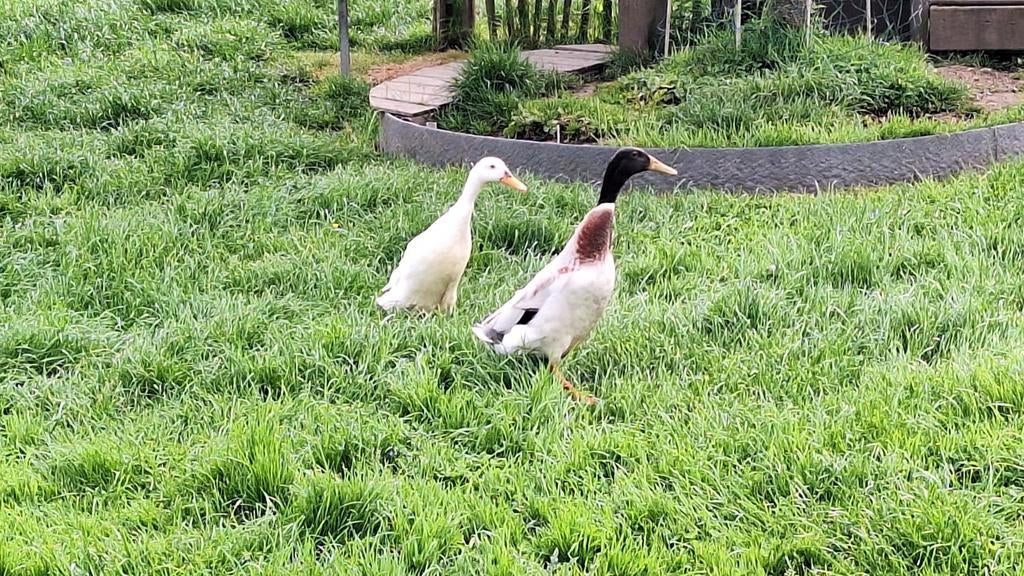 Couple de canards coureurs indiens